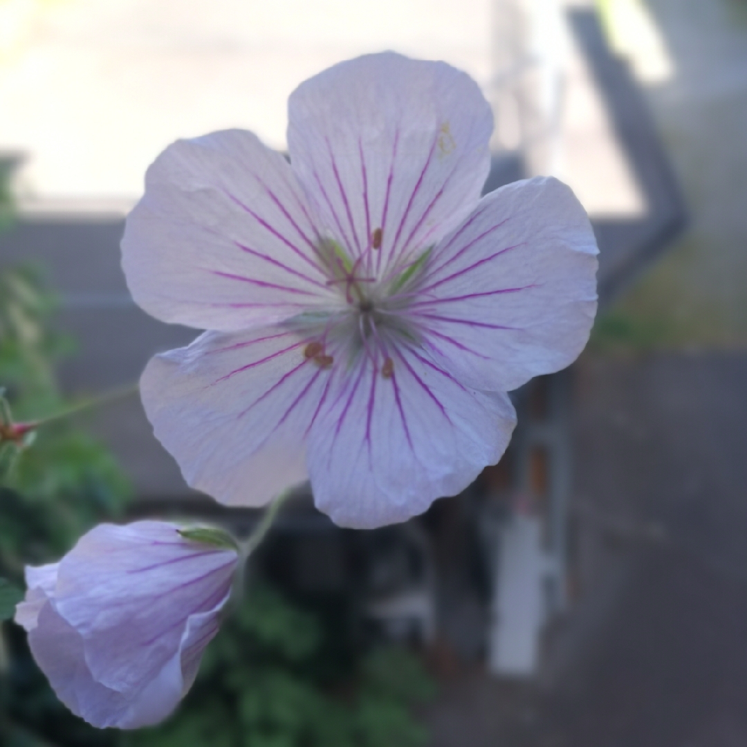 Himalayan Cranesbill Derrick Cook in the GardenTags plant encyclopedia