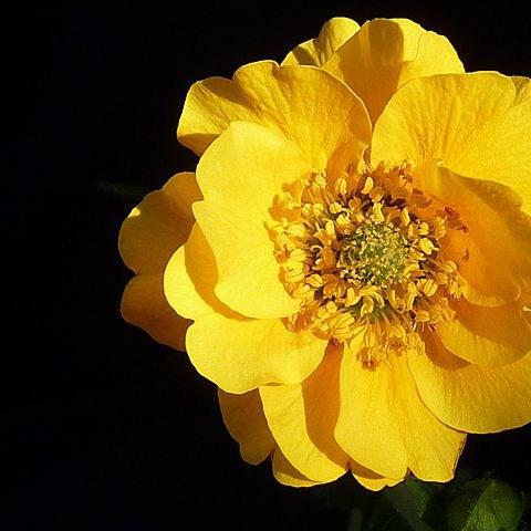 Avens Lady Stratheden in the GardenTags plant encyclopedia