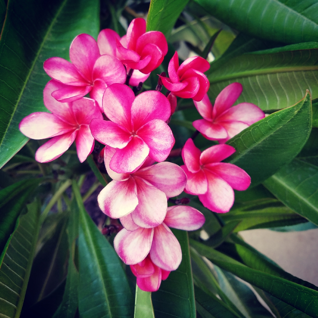 Black Red Frangipani in the GardenTags plant encyclopedia