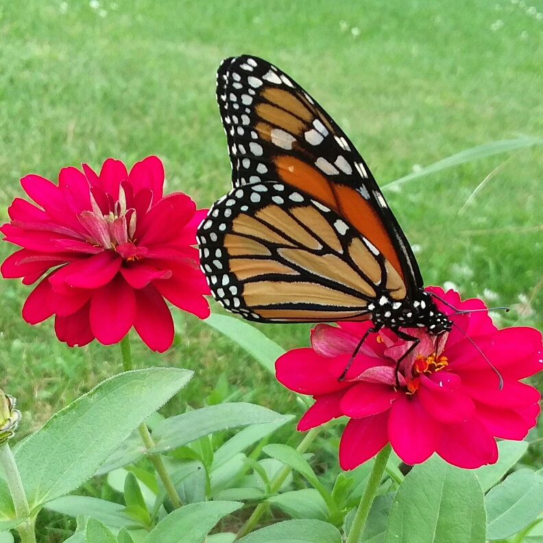 Zinnia Profusion Mix in the GardenTags plant encyclopedia