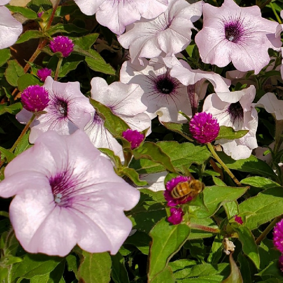 Petunia Supertunia Trailing Blue Veined in the GardenTags plant encyclopedia