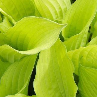 Plantain Lily (Species) Golden Fortune Plantain Lily in the GardenTags plant encyclopedia