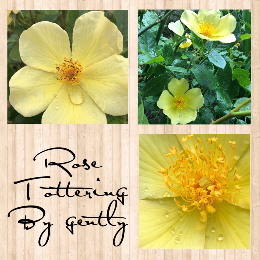 Rose Tottering-By-Gently (Shrub) in the GardenTags plant encyclopedia