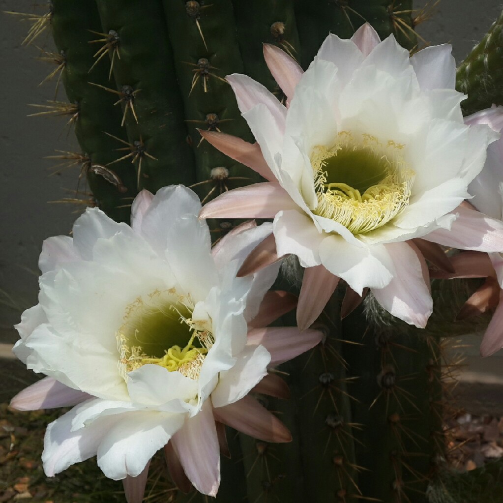 Trichocereus tersheckii in the GardenTags plant encyclopedia