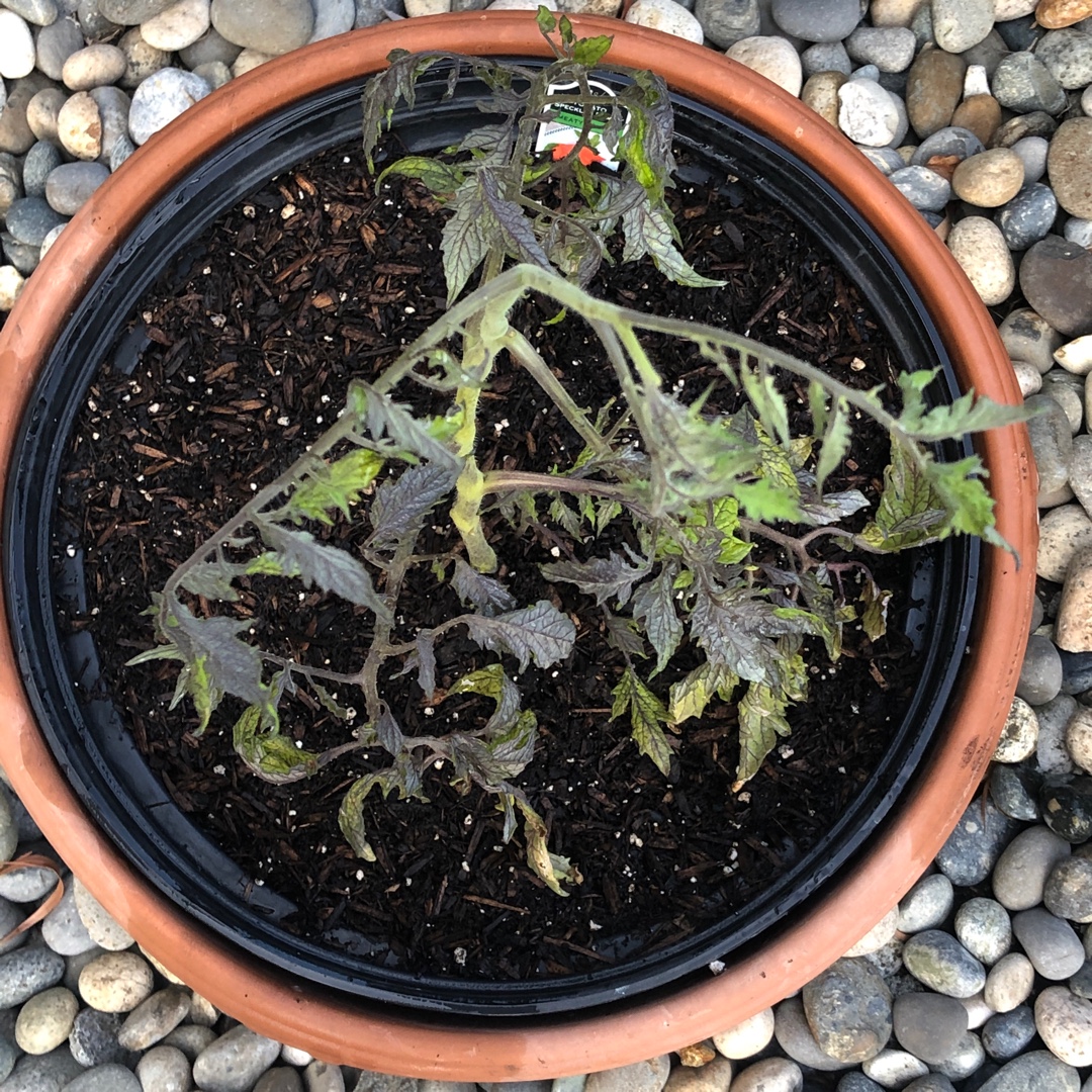 Tomato Speckled Roman in the GardenTags plant encyclopedia