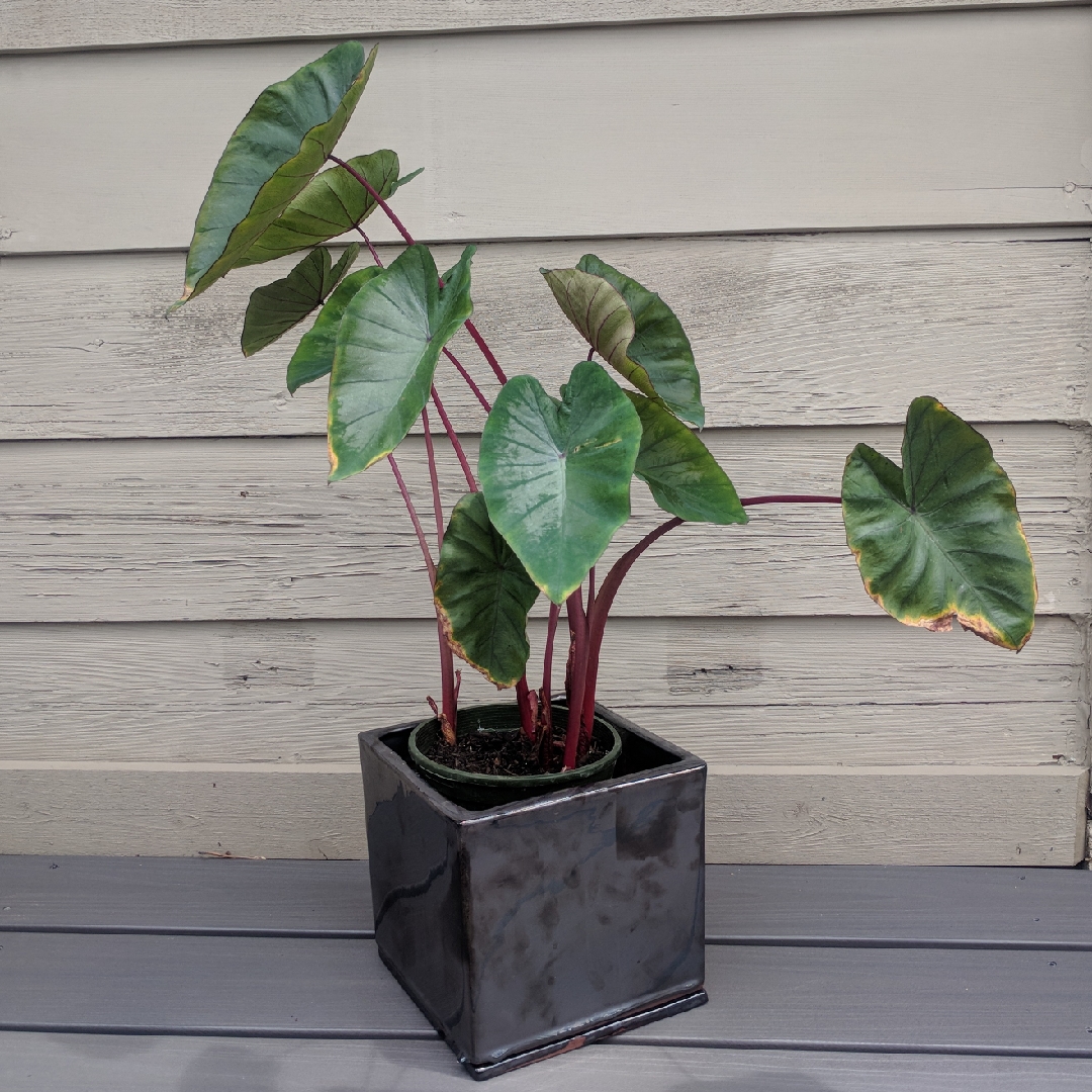 Elephant Ear Hawaiian Punch in the GardenTags plant encyclopedia