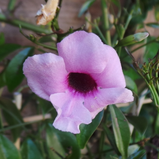 Bower Vine Rosea Superba in the GardenTags plant encyclopedia