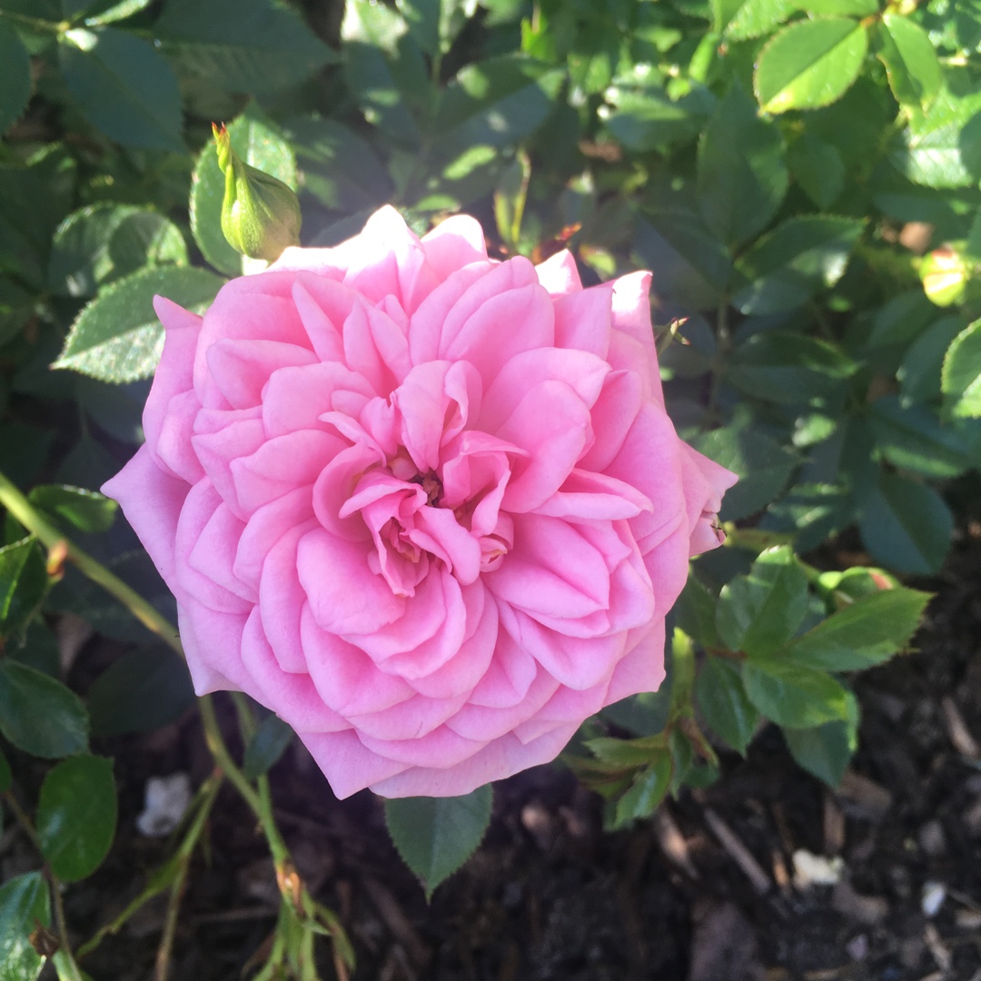 Rosa 'Limesstern' syn. Rosa 'Glowing Pink', Rosa 'Peaglow', Rose ...