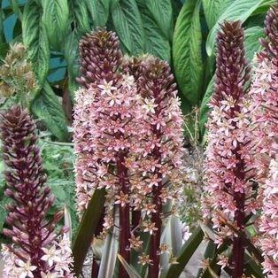 Pineapple Lily Sparkling Burgundy in the GardenTags plant encyclopedia