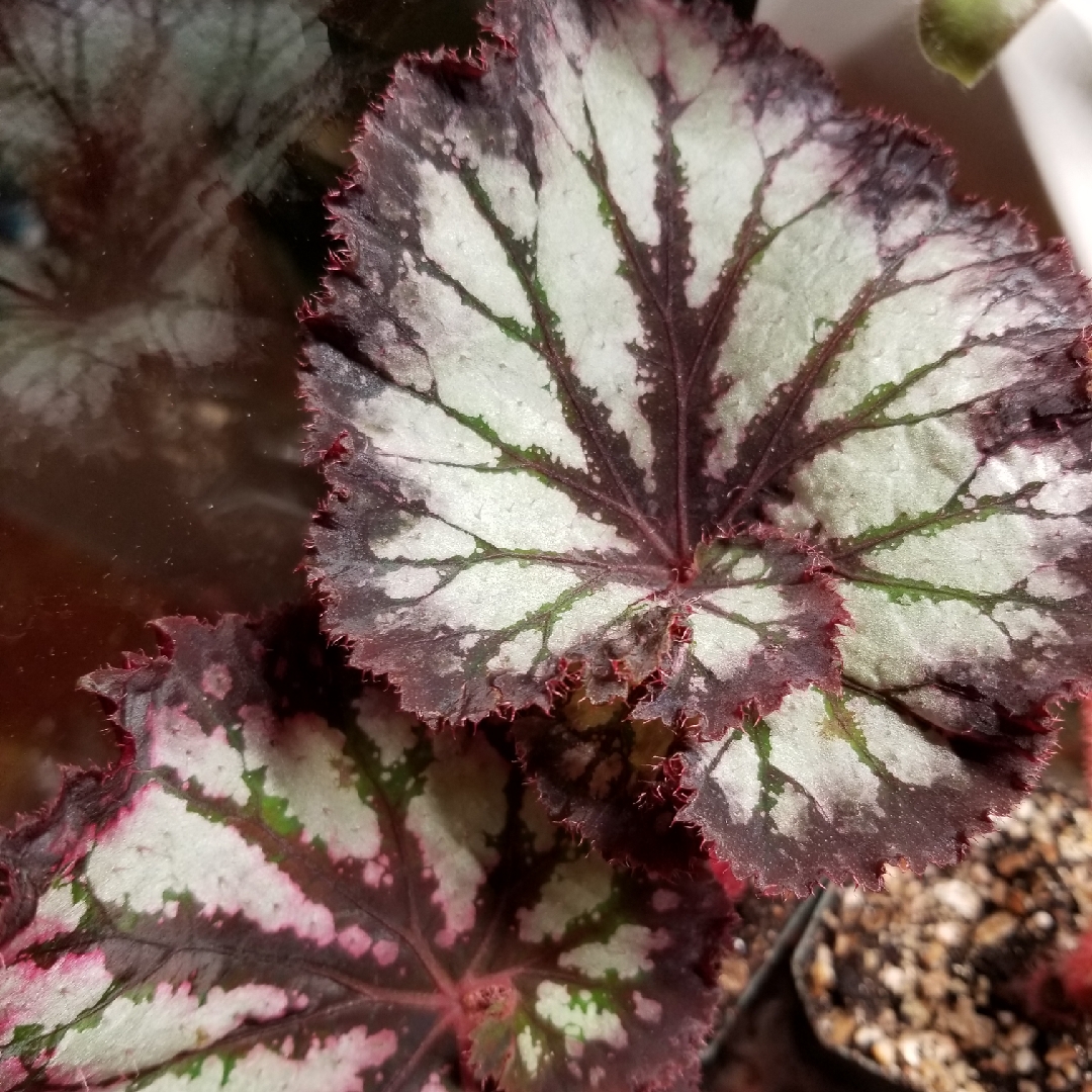 Rex Begonia Chocolate Cream in the GardenTags plant encyclopedia