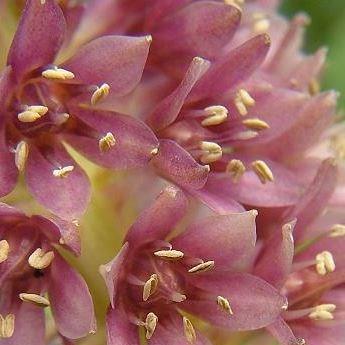 Pineapple Lily Leia in the GardenTags plant encyclopedia