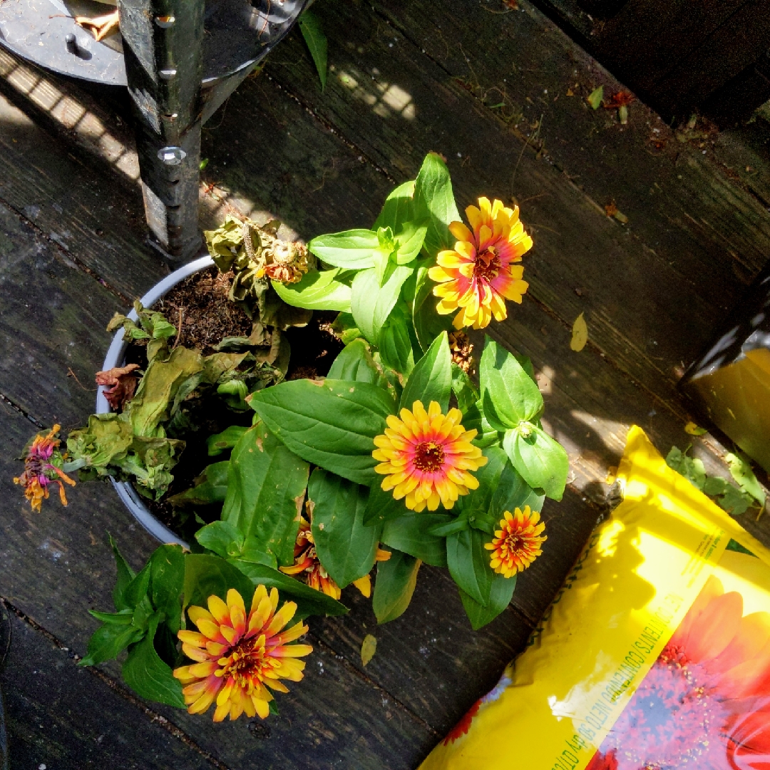 Zinnia Zowie! Yellow Flame in the GardenTags plant encyclopedia