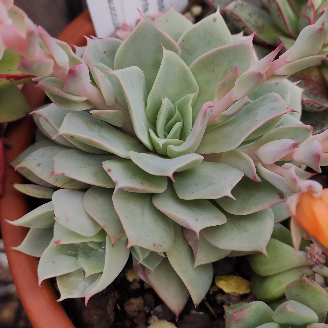 Echeveria Luzz in the GardenTags plant encyclopedia