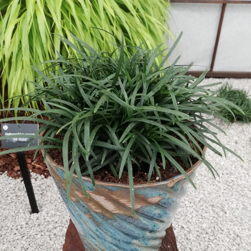 Mondo Grass Tama Ryu Number Two in the GardenTags plant encyclopedia