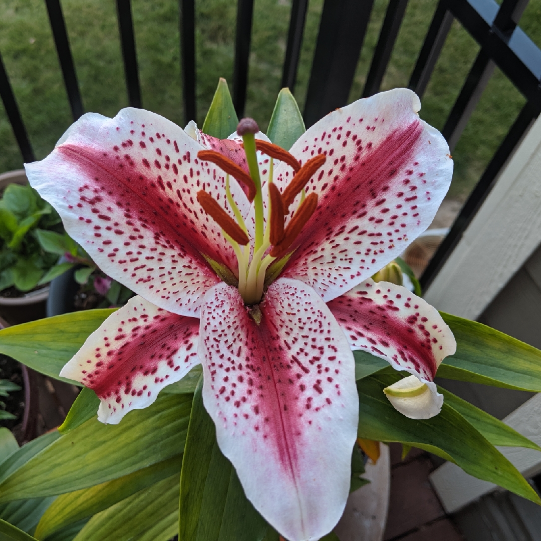 Lily Tigerwoods (Oriental) in the GardenTags plant encyclopedia