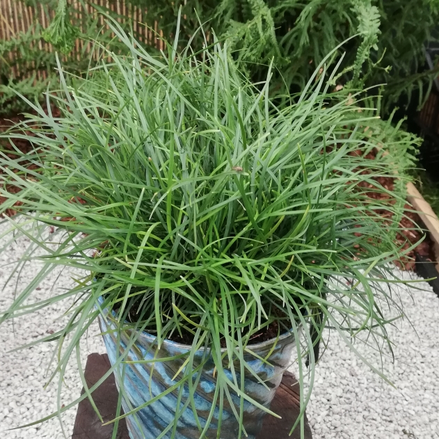 Mondo Grass Sparkler in the GardenTags plant encyclopedia