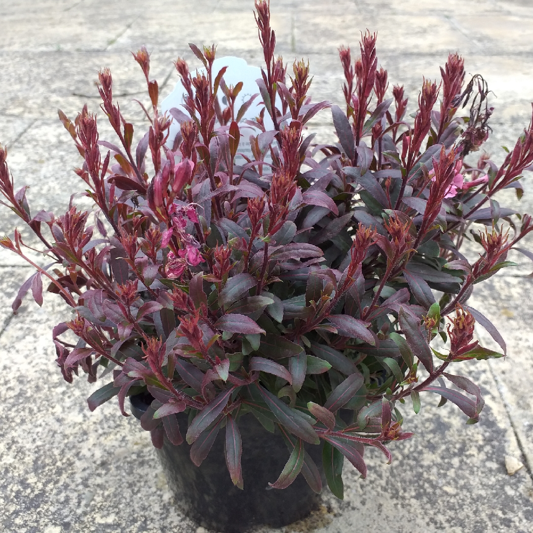 Lindheimers Beeblossom Crimson Butterflies in the GardenTags plant encyclopedia