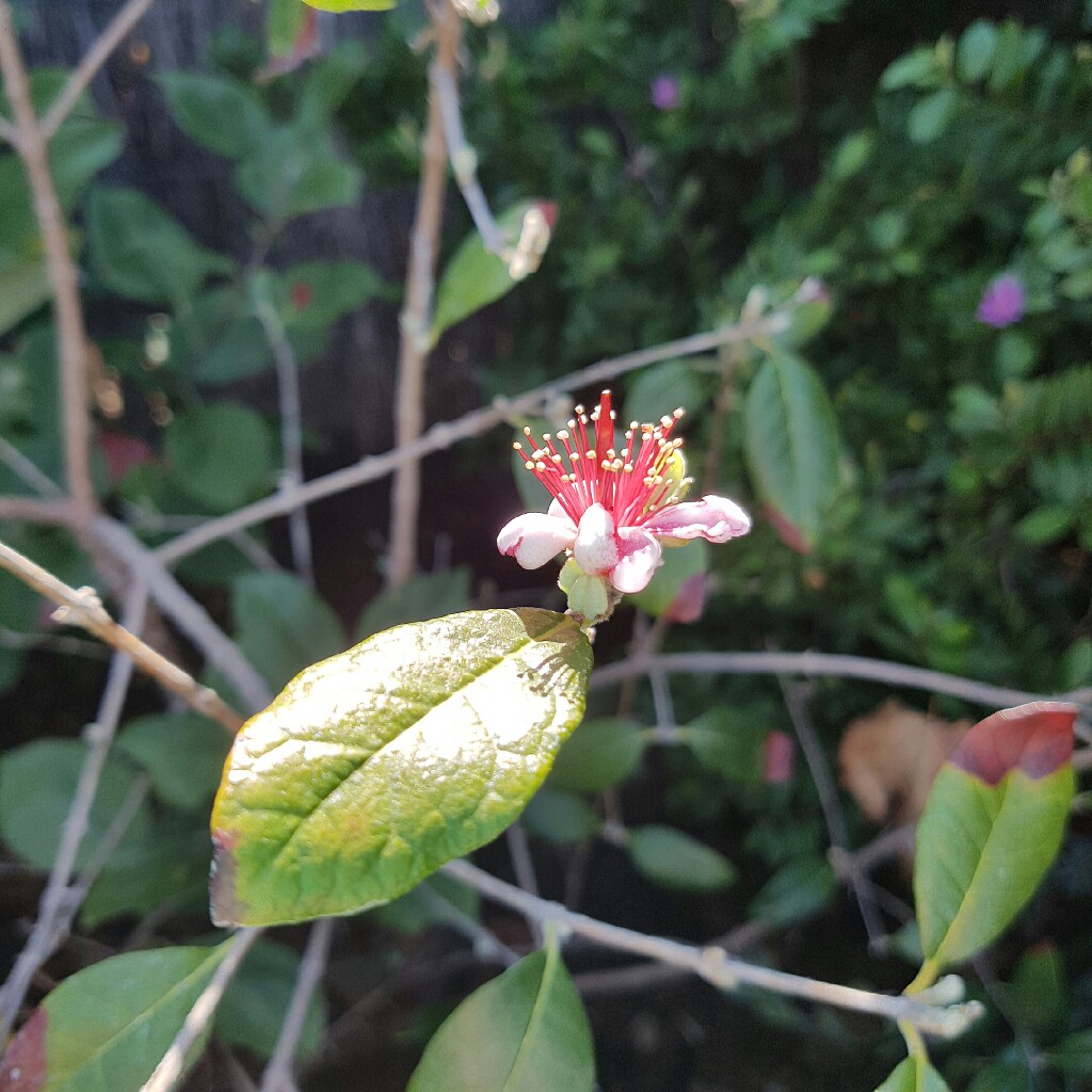 Pineapple Guava in the GardenTags plant encyclopedia