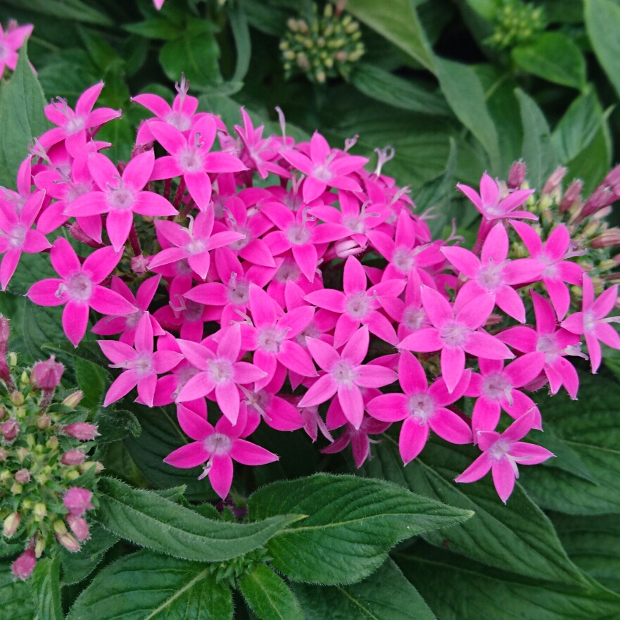 Pentas in the GardenTags plant encyclopedia