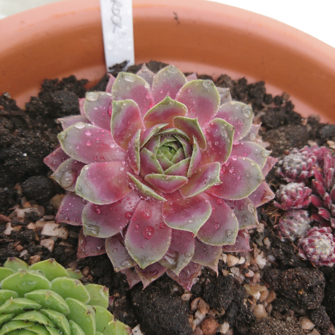 Sempervivum Brock in the GardenTags plant encyclopedia