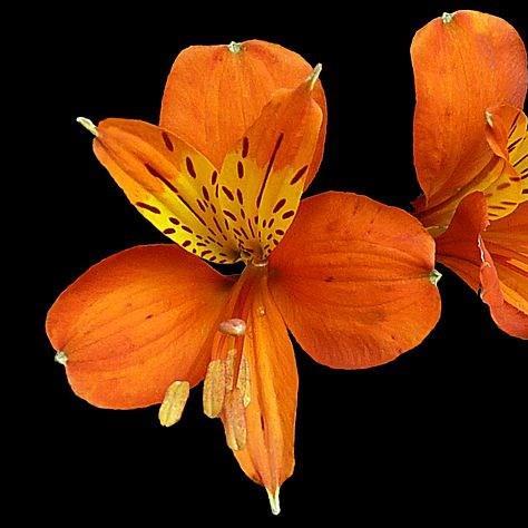 Peruvian Lily Ligtu Hybrids (Mix) in the GardenTags plant encyclopedia