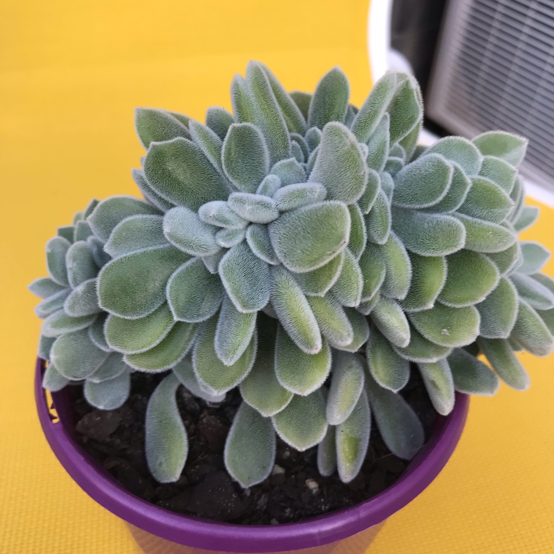 Echeveria Frosty Crested Form in the GardenTags plant encyclopedia