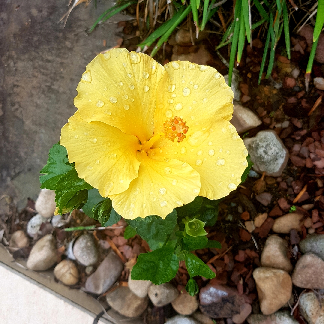 Tropical Hibiscus Cashmere Wind in the GardenTags plant encyclopedia