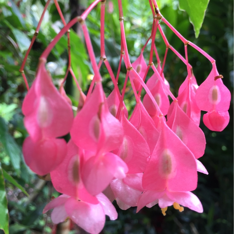 Pink Begonia in the GardenTags plant encyclopedia