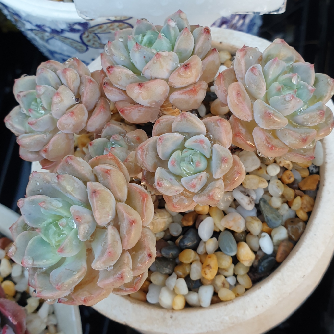 Echeveria Tinkerbell in the GardenTags plant encyclopedia