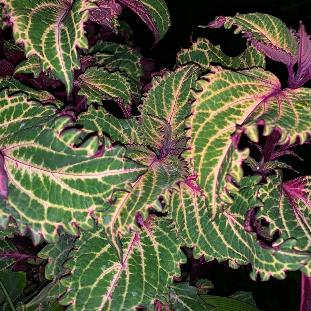 Solenostemon Scutellarioides Peter Wonder Coleus Peter Wonder In