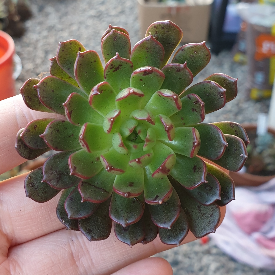 Echeveria Bini Gesseru in the GardenTags plant encyclopedia