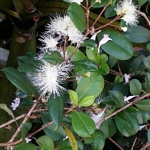 Lilli Pilly Resilience in the GardenTags plant encyclopedia