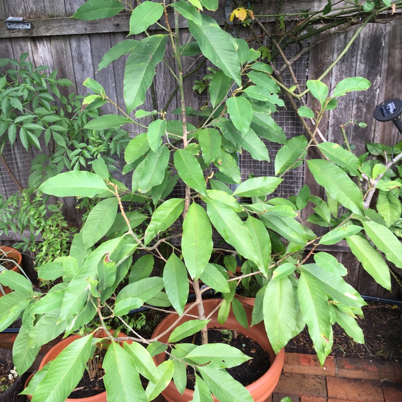 Magnolia Champaca in the GardenTags plant encyclopedia