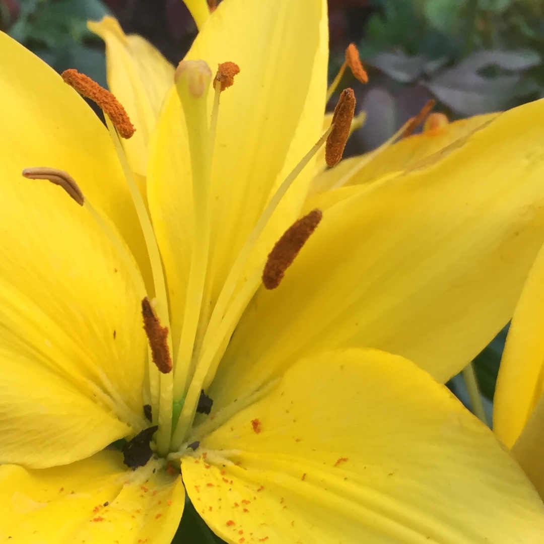 Lily Tiny Ranger (Asiatic) in the GardenTags plant encyclopedia