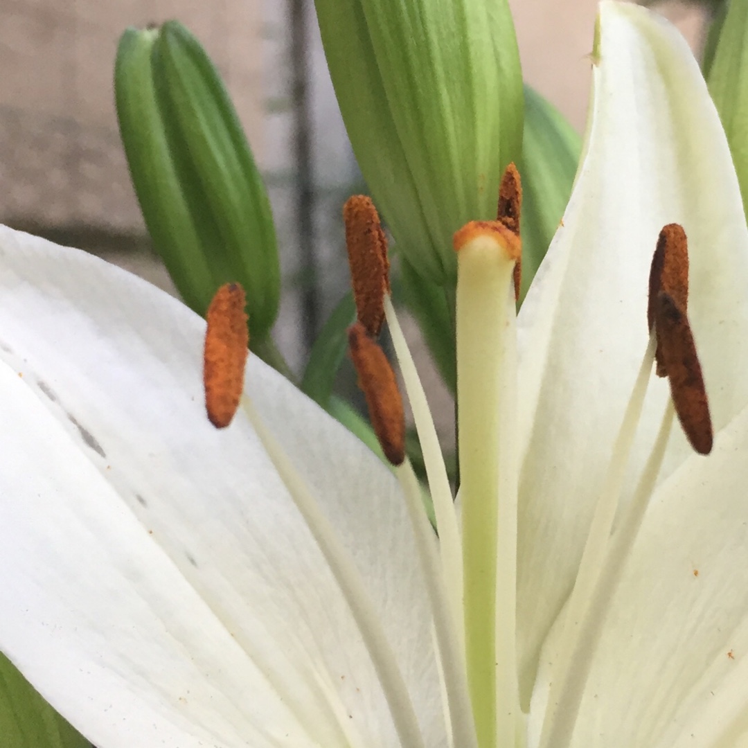 Lily Tiny Crystal (Asiatic) in the GardenTags plant encyclopedia