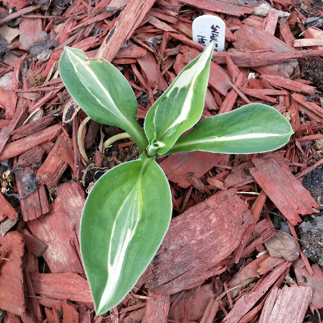 Plantain Lily Snake Eyes in the GardenTags plant encyclopedia