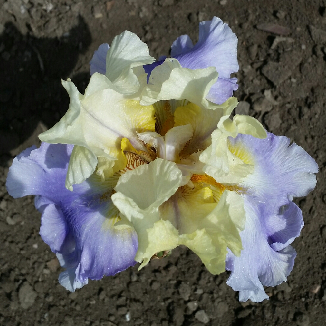 Bearded Iris Easter Candy (Tall) in the GardenTags plant encyclopedia