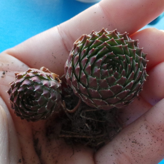 Sempervivum Octopodes v. Apetalum in the GardenTags plant encyclopedia