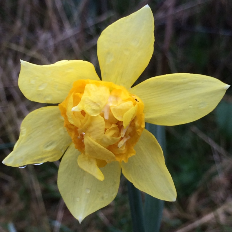 Daffodil Butter and Eggs (Double) in the GardenTags plant encyclopedia