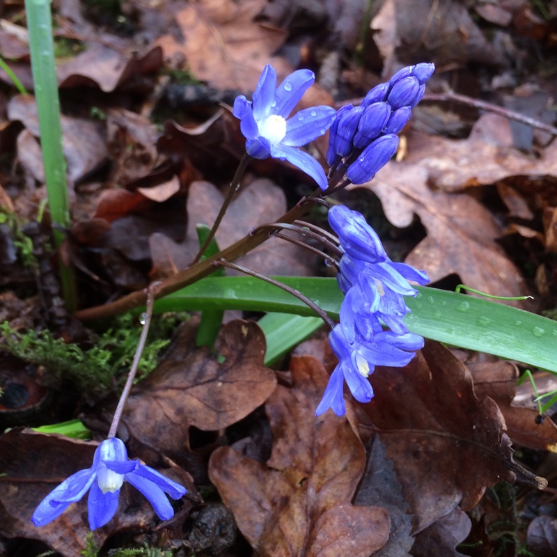 Lesser Glory-of-the-Snow in the GardenTags plant encyclopedia