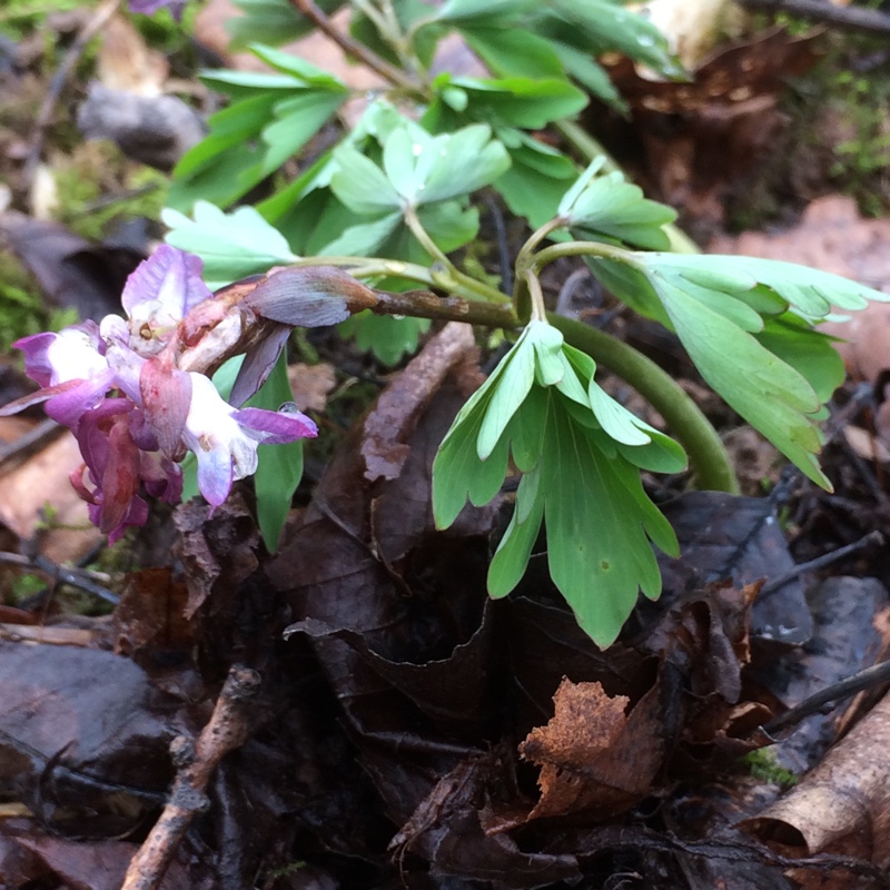 Hollowroot in the GardenTags plant encyclopedia