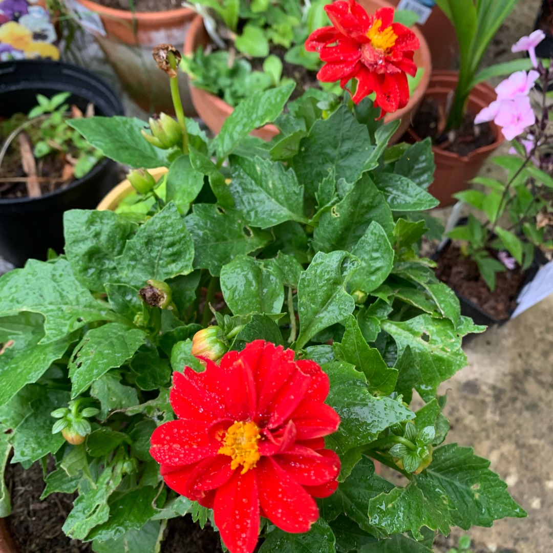 Dahlia Dahlietta Lily (Bedding) in the GardenTags plant encyclopedia