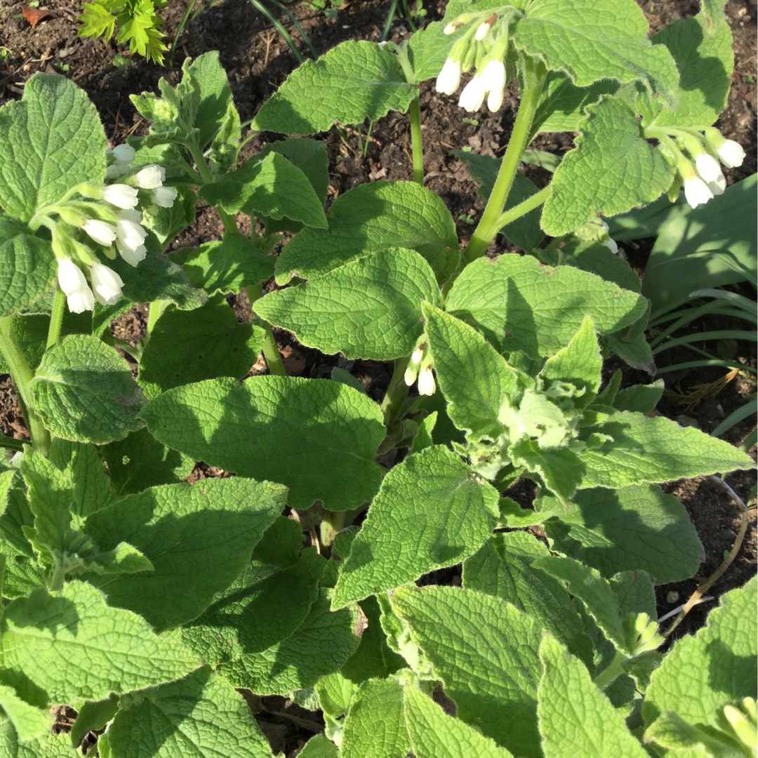 White Comfrey in the GardenTags plant encyclopedia