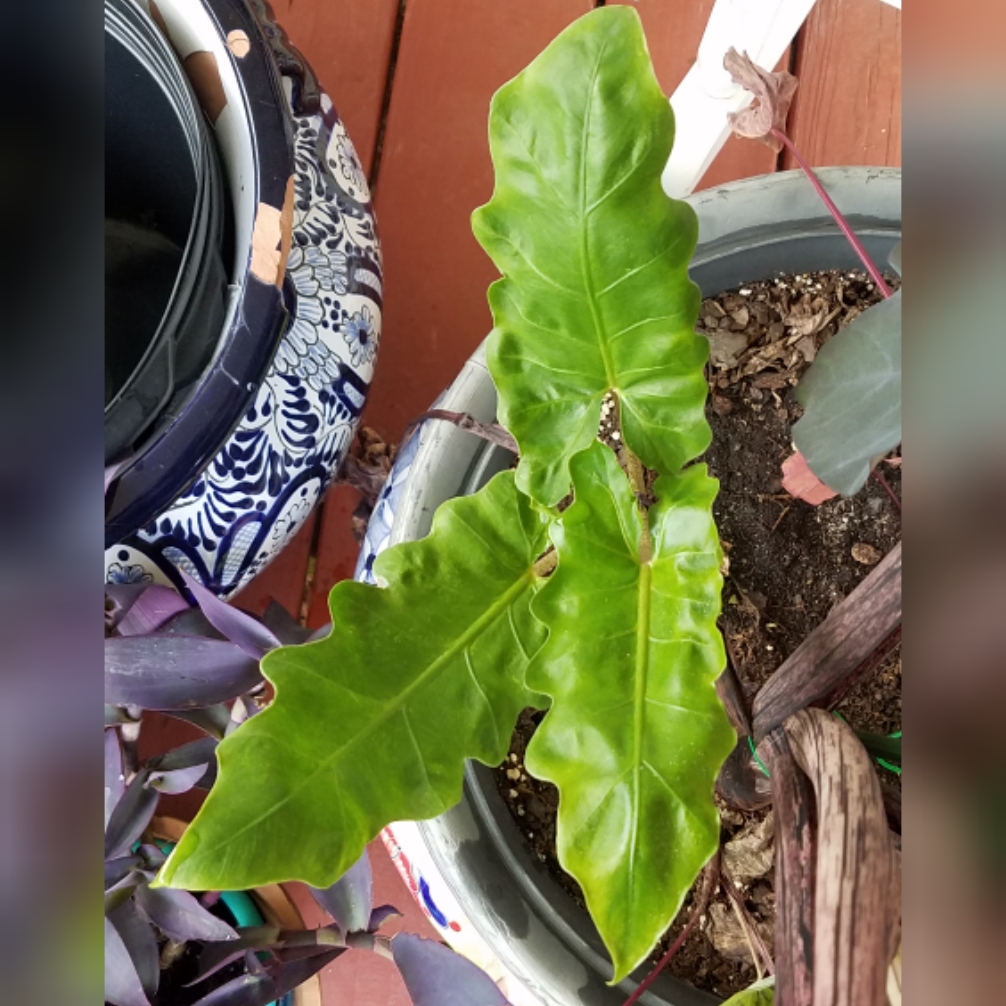 Alocasia boa syn. Alocasia 'Boa', Alocasia 'Boa' Elephant Ear in ...