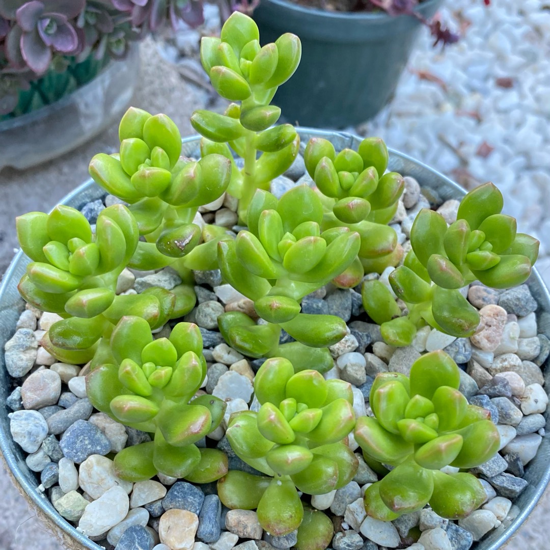 Sedum Lucidum in the GardenTags plant encyclopedia