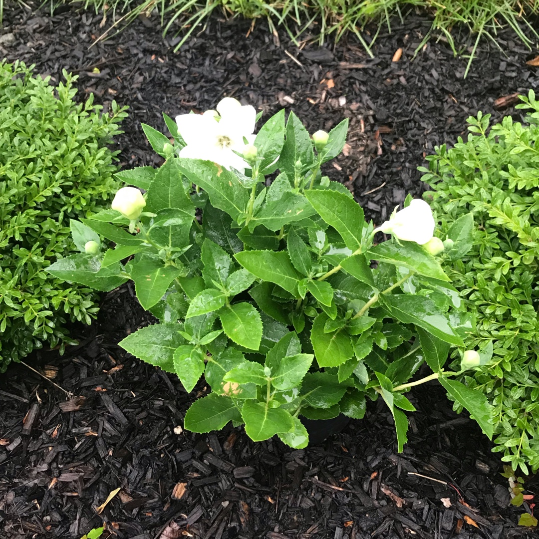 Balloon Flower Pop Star White in the GardenTags plant encyclopedia