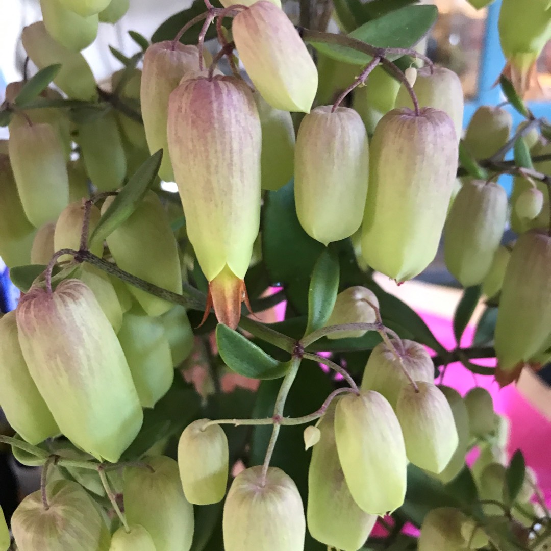 Kalanchoe Magic Bells in the GardenTags plant encyclopedia