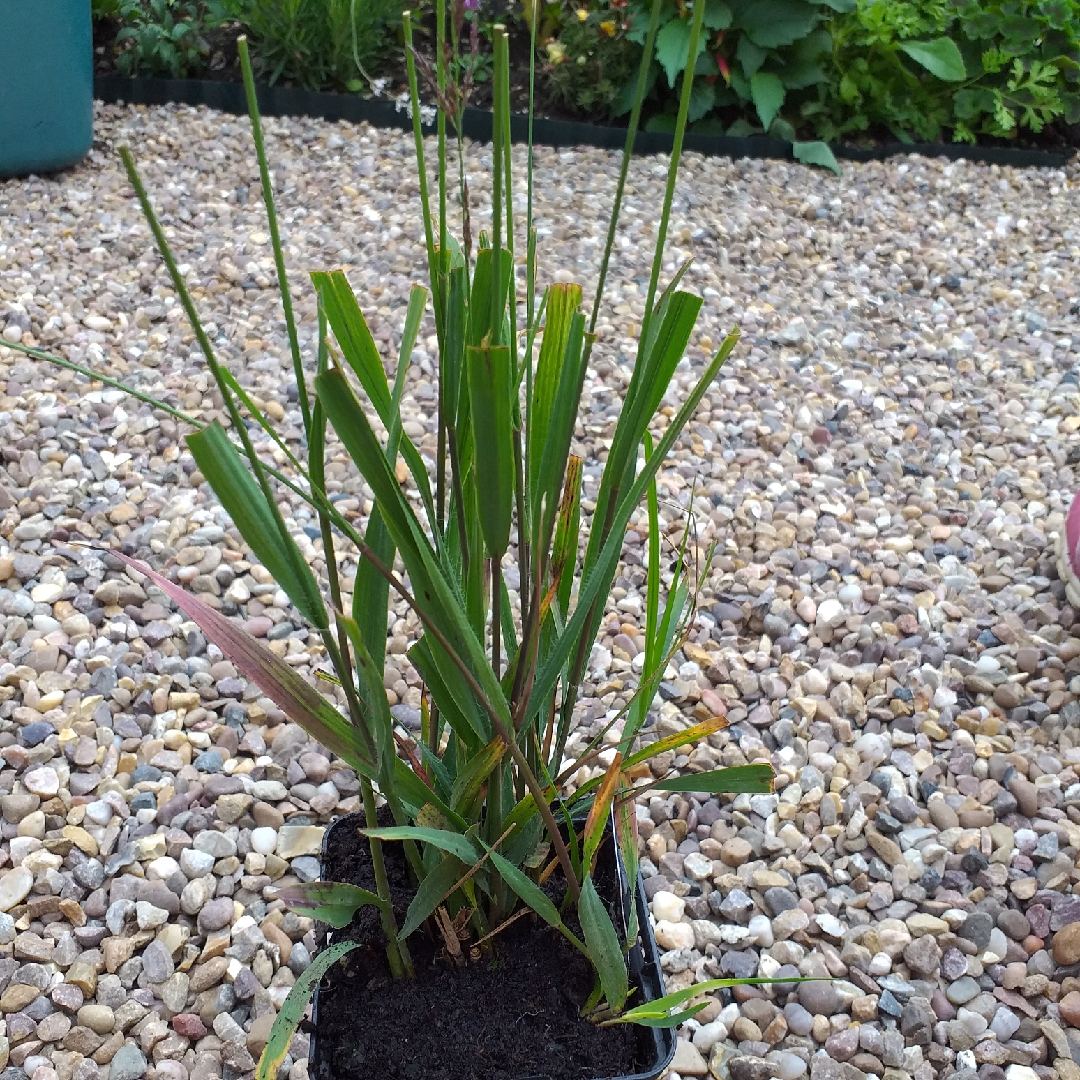 Purple Moor Grass Edith Dudszus in the GardenTags plant encyclopedia