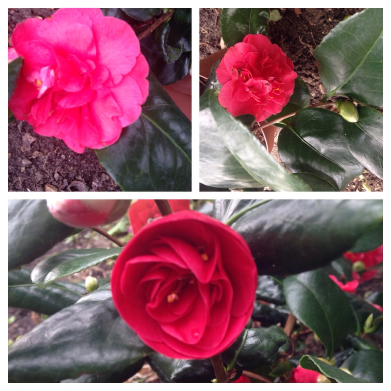 Camellia in the GardenTags plant encyclopedia