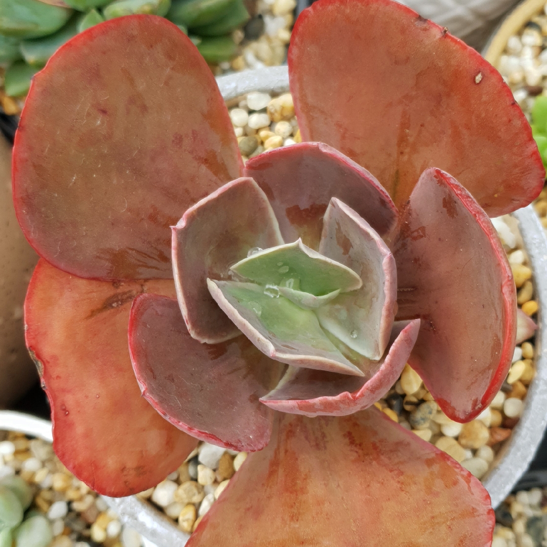 Echeveria Parasol in the GardenTags plant encyclopedia